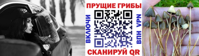 магазин    Тихвин  Псилоцибиновые грибы MAGIC MUSHROOMS 